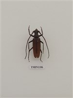 藏品(中華薄翅天牛)的圖片